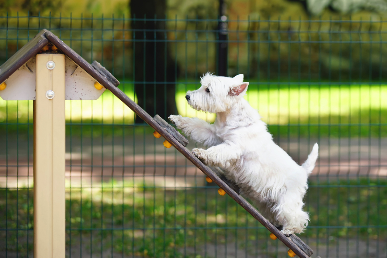 Dog Park Equipment