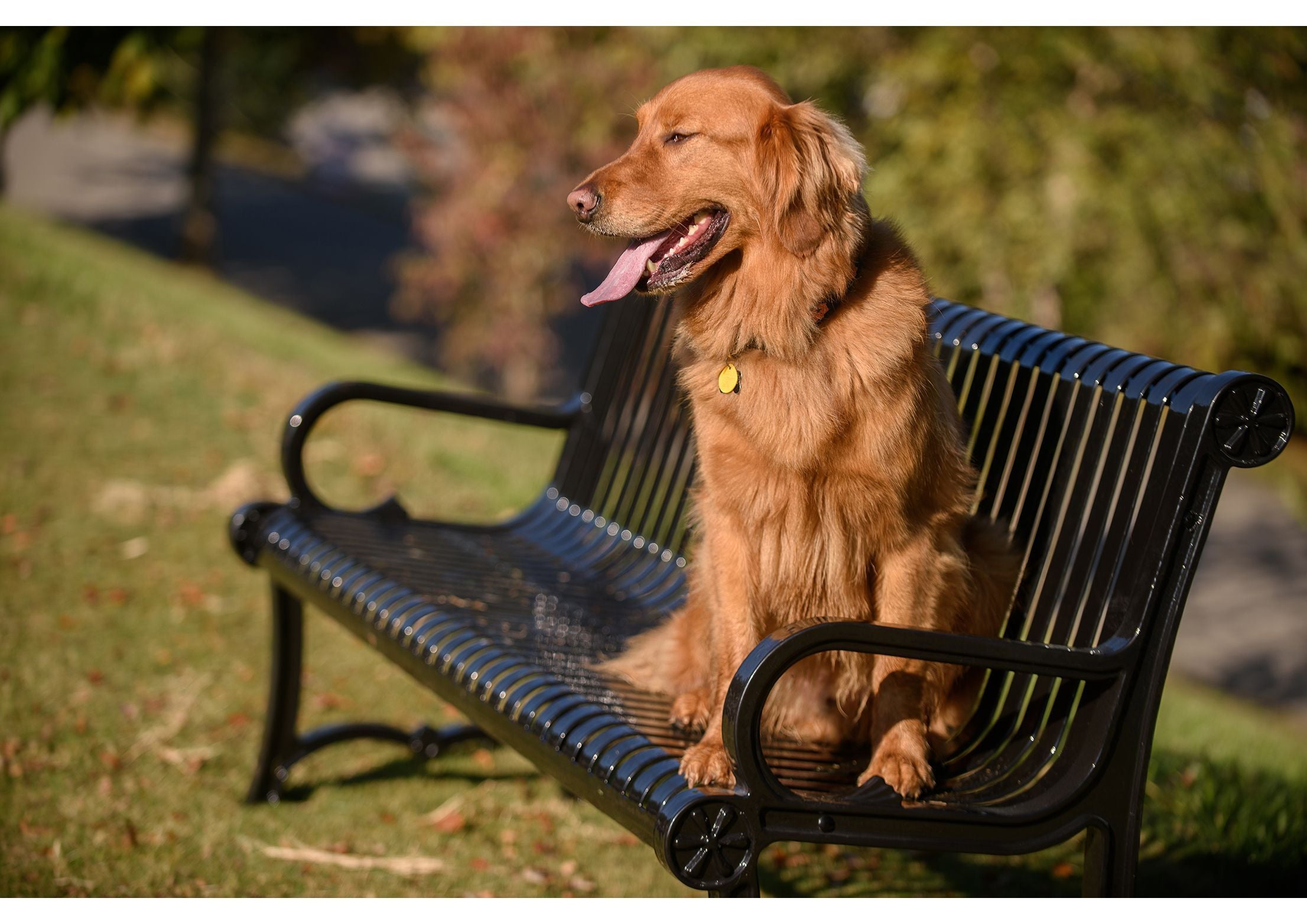 Charleston Slat Bench With Back | WillyGoat Playground & Park Equipment