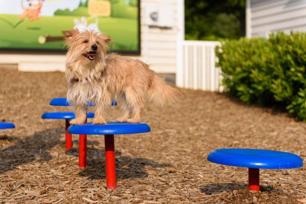 Stepping Paws Dog Exercise Equipment | WillyGoat Playground & Park Equipment