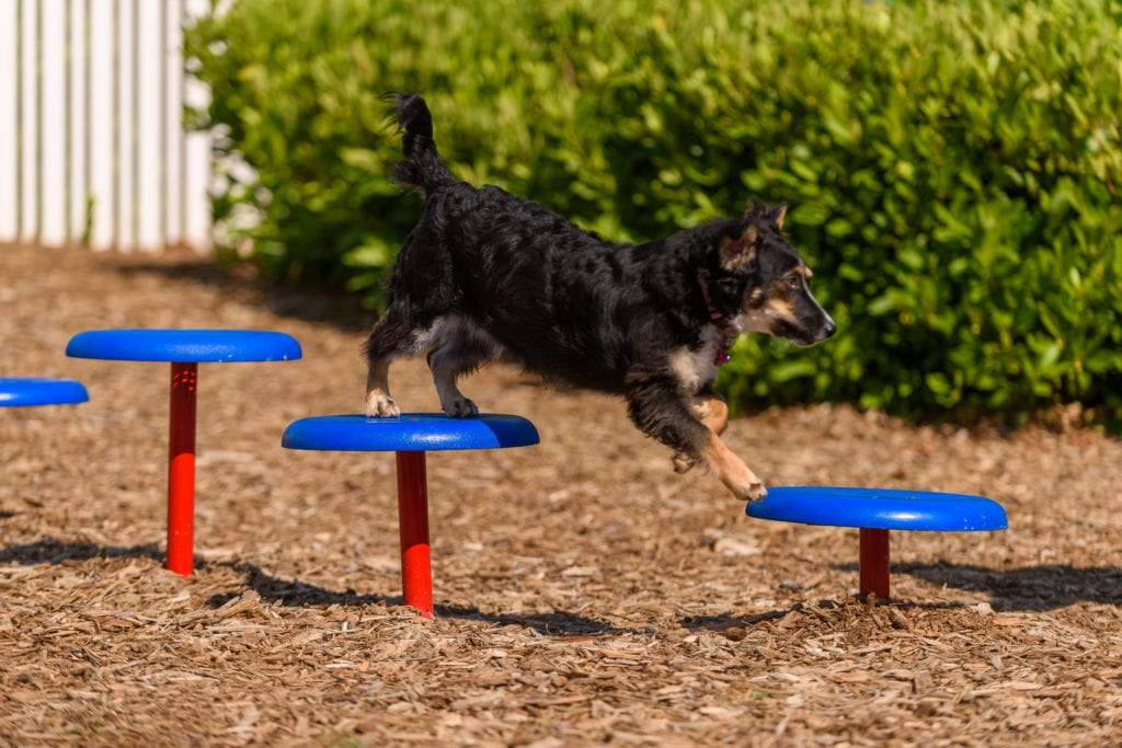 Stepping Paws Dog Exercise Equipment | WillyGoat Playground & Park Equipment