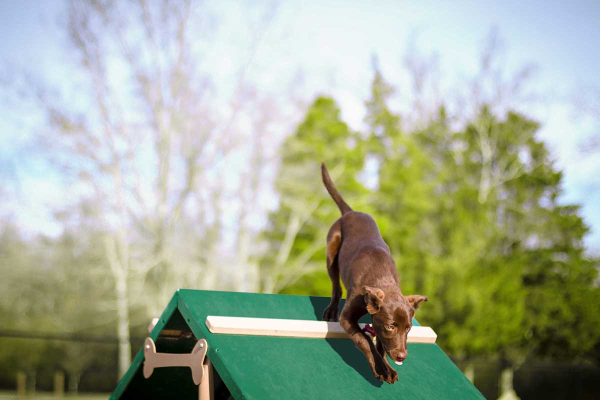 Bark Park King Of The Hill Dog Exercise Equipment