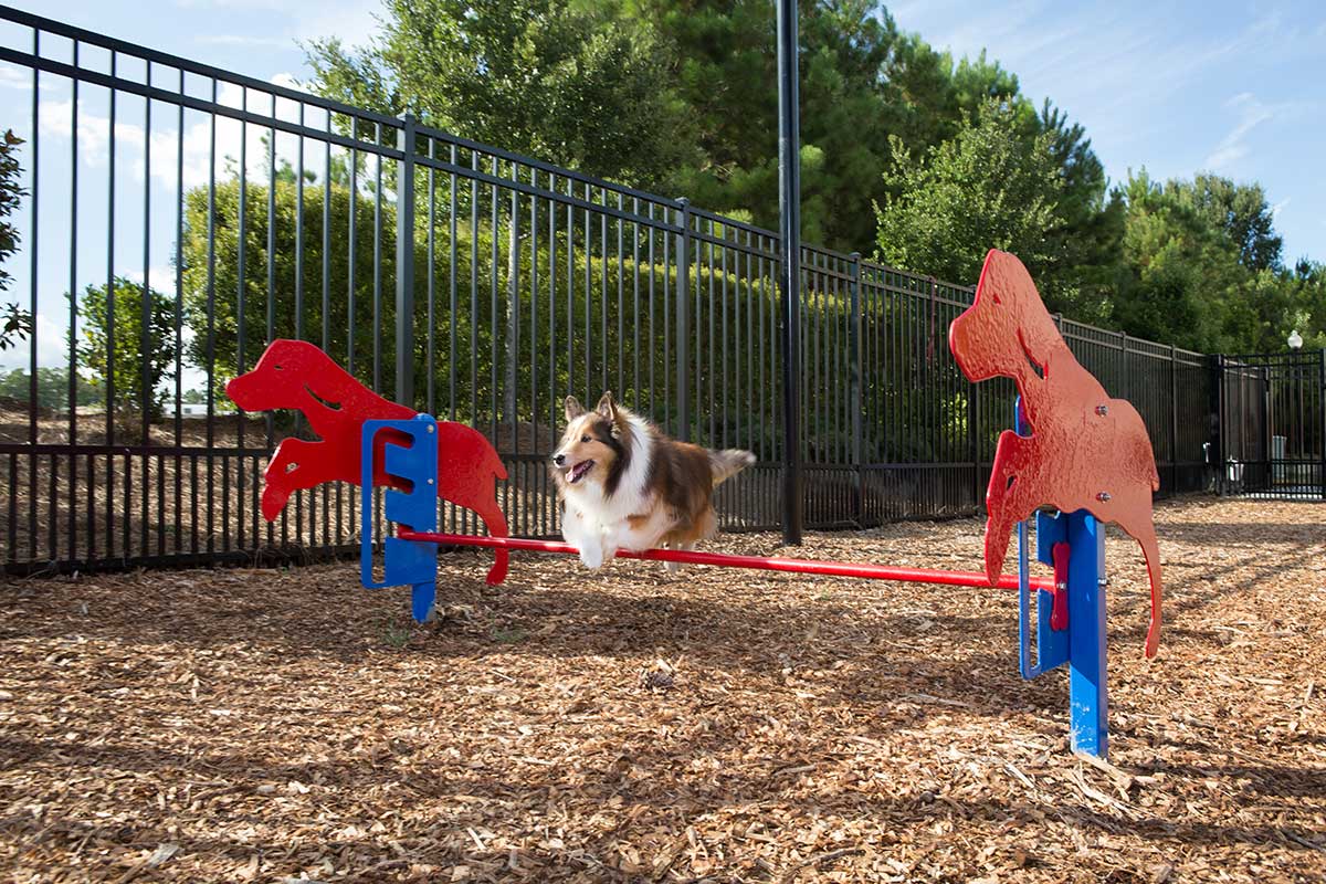 Rover Jump Over Dog Exercise Equipment 