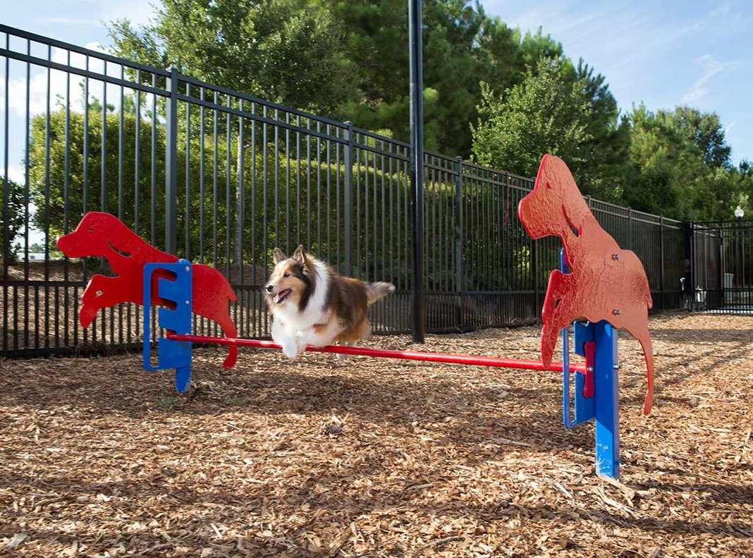 Novice Dog Training Course - Dog Park Training Equipment