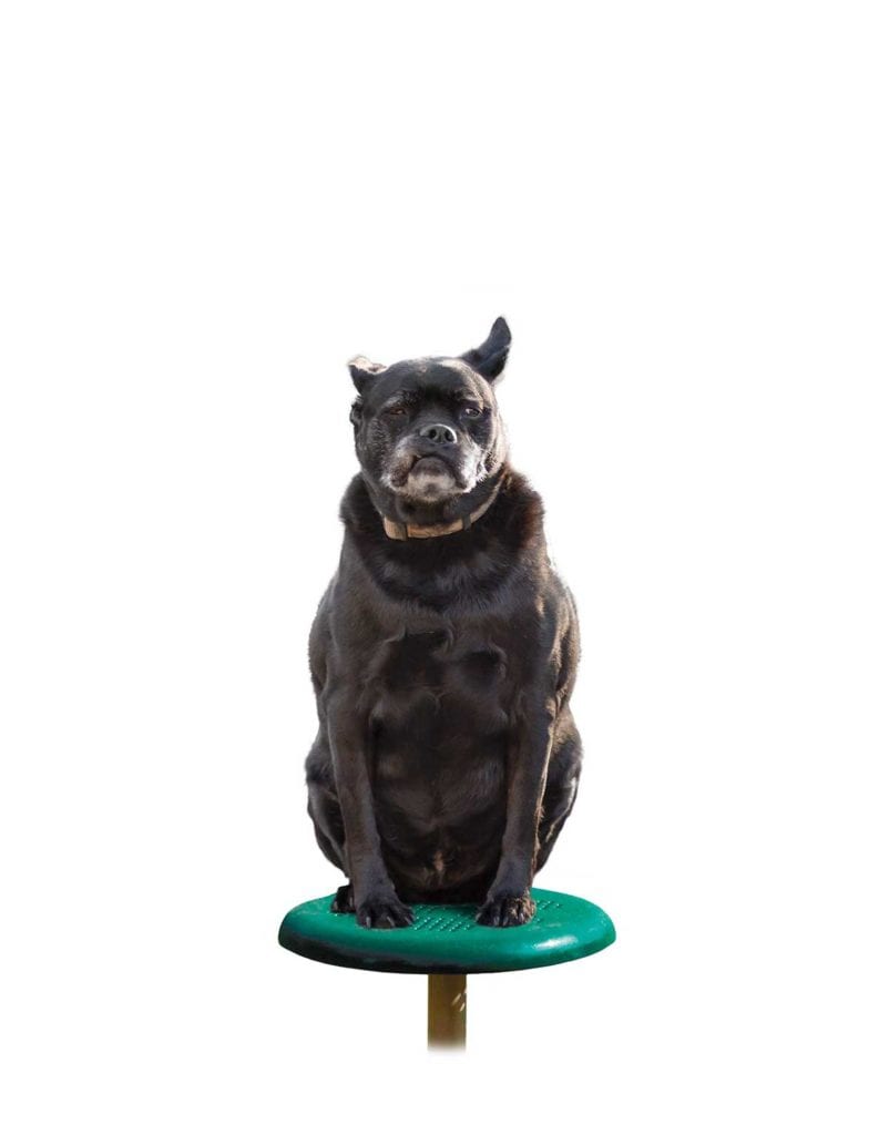 Stepping Paws Dog Exercise Equipment | WillyGoat Playground & Park Equipment